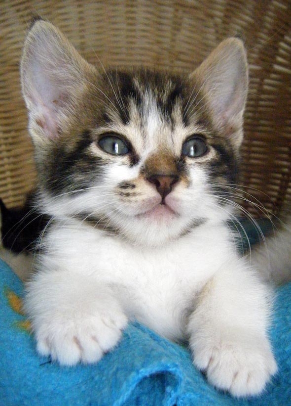 Seven South African Siblings: Kitten #2 [redux]  kitten