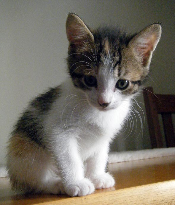 Seven South African Siblings: Kitten #3 [redux]  kitten