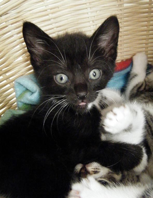 Seven South African Siblings: Kitten #4 [redux]  kitten