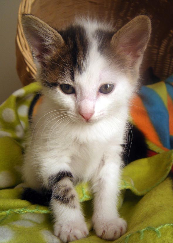 Seven South African Siblings: Kitten #6 [redux]  kitten