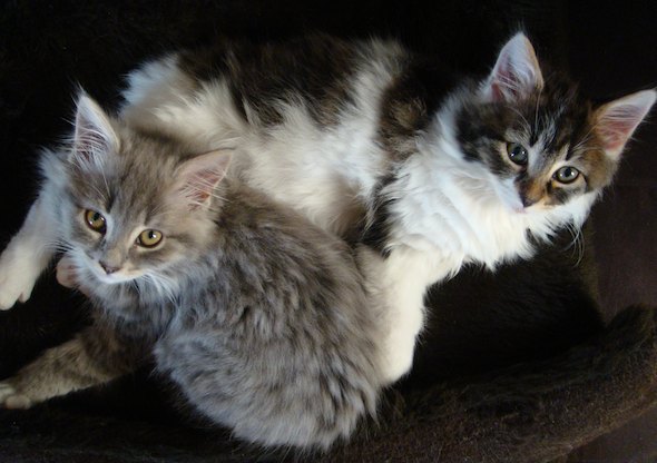 Smoggy's Friends: Pixie & Oberon [redux]  kitten