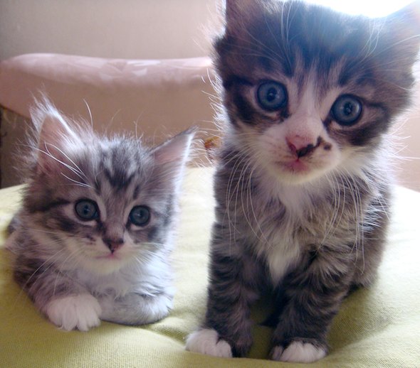 Smoggy's Friends: Tiggles & Rofl [redux]  kitten