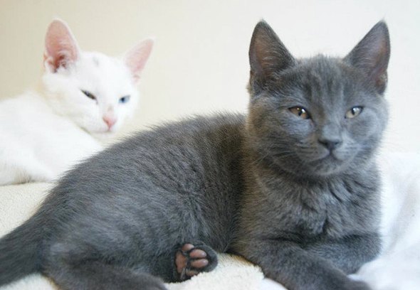 Ziggy and Lolly [redux]  kitten