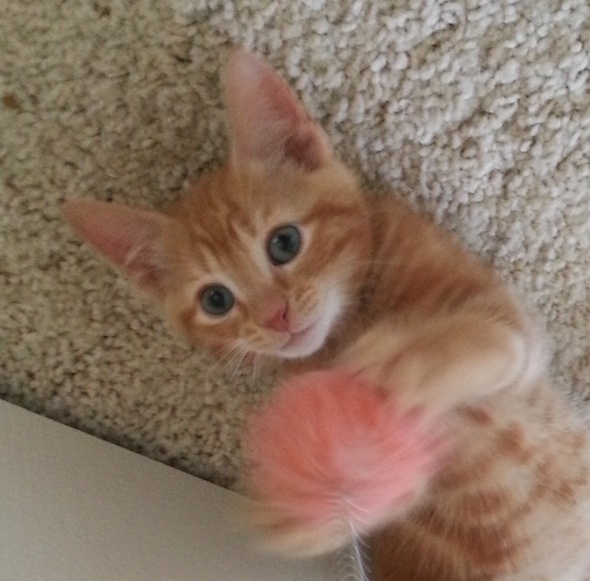 Oliver  kitten