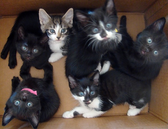Smoggy's Friends: Rupert, Parker, Belamy, Penny, Olive & Thomas [redux]  kitten