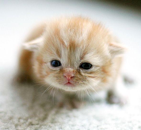Bella & Chewbacca's Kittens: Orange Kitty [redux]  kitten