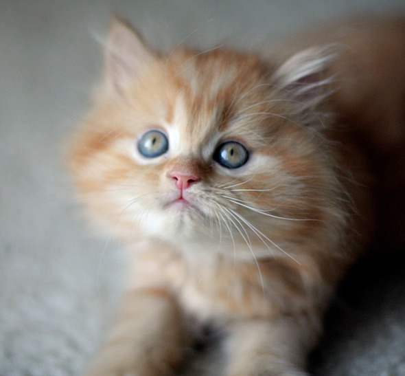 Good Morning Kitten - Bella & Chewbacca's Kittens: Orange Kitty [redux ...