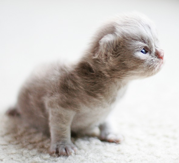 Bella & Chewbacca's Kittens: Mr. Tibits [redux]  kitten