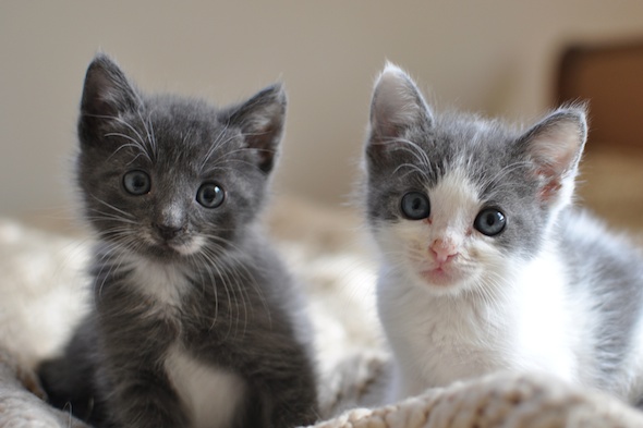 Don Draper & Ken Cosgrove  kitten