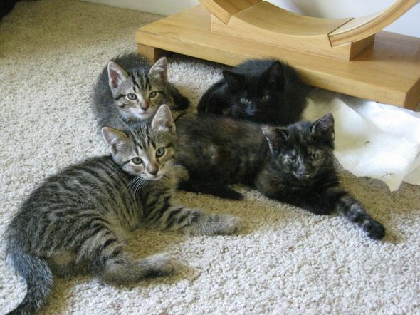 Albus, Godric, Salazar, and Helga kitten