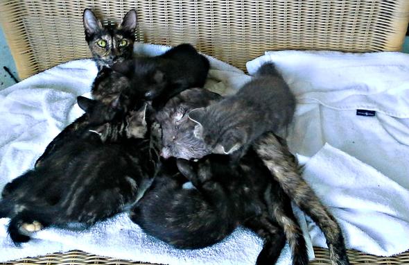 Momma Teresa's Kittens kitten