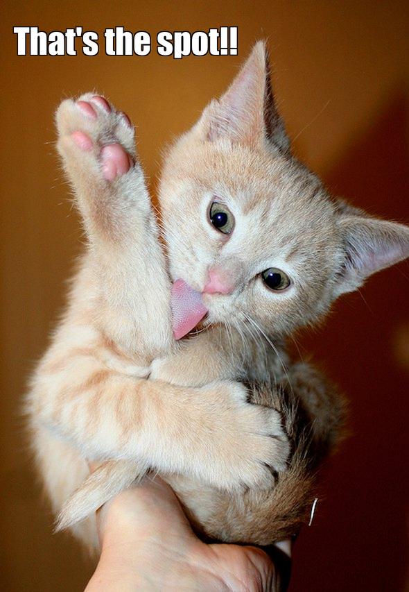 LOL kitten by AliCat