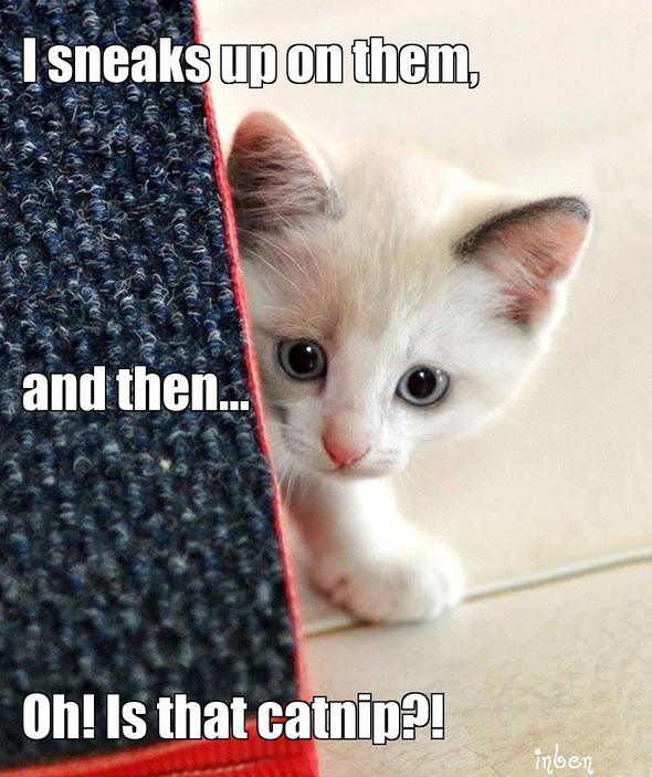 LOL kitten by CatZ37