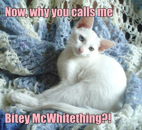 LOL kitten by Darcy