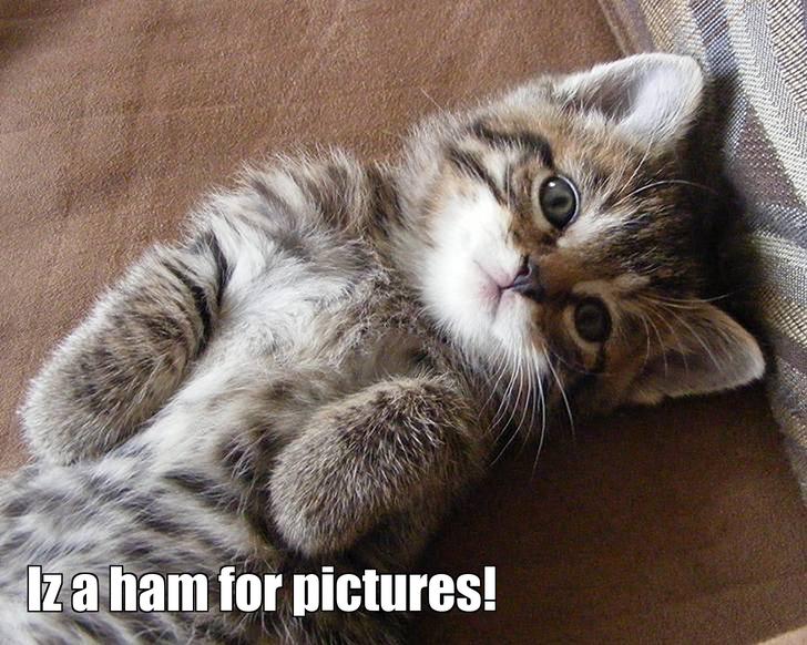 LOL kitten by Kittenblogr