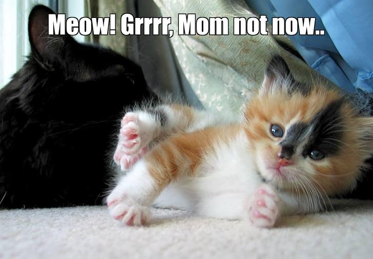 LOL kitten by Kittenloverr