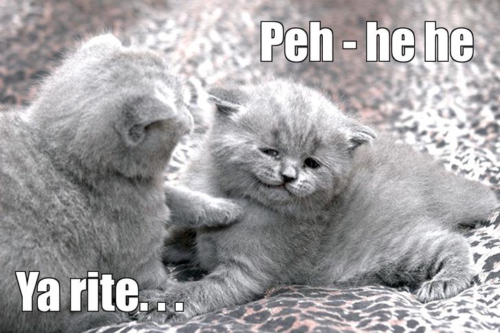 LOL kitten by Metmarfil