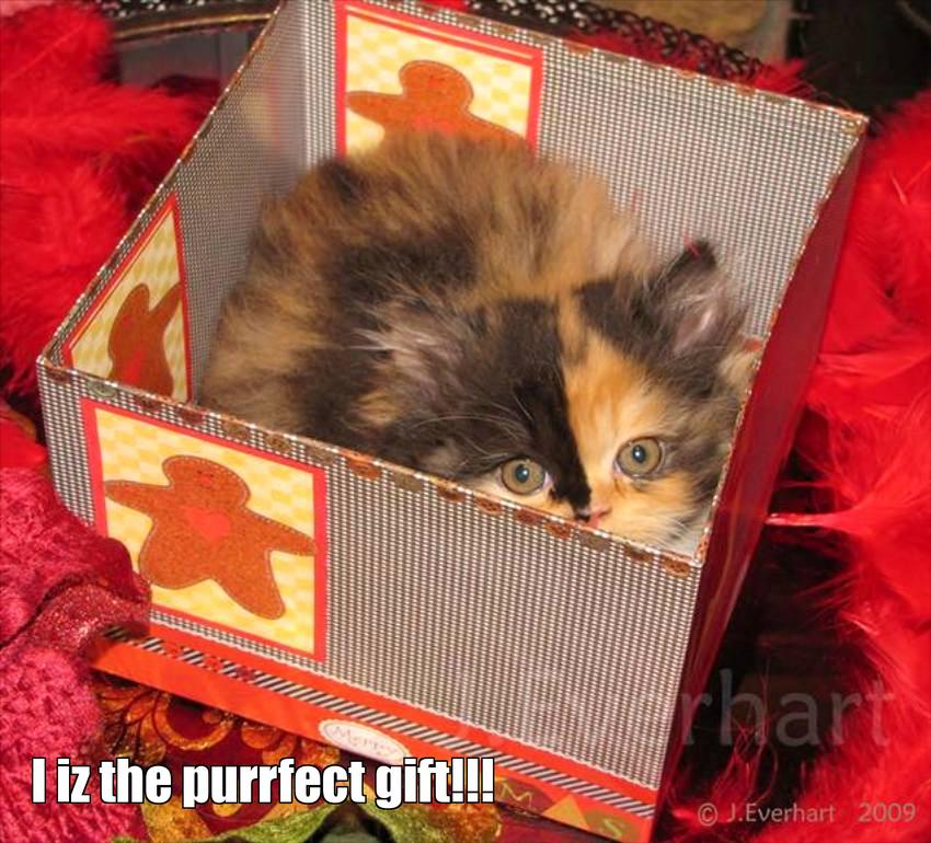 LOL kitten by Shelley