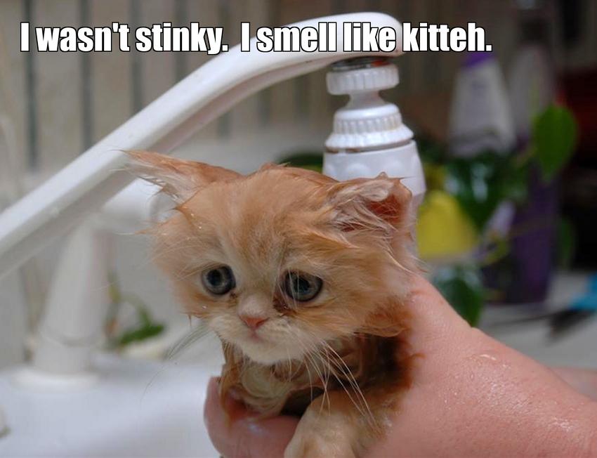 LOL kitten by Shelley