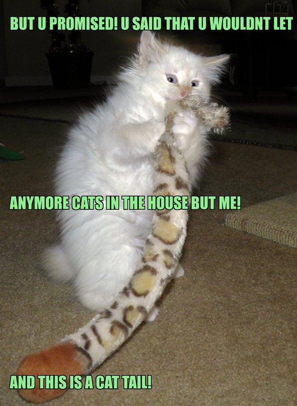 LOL kitten by ThaiCats101