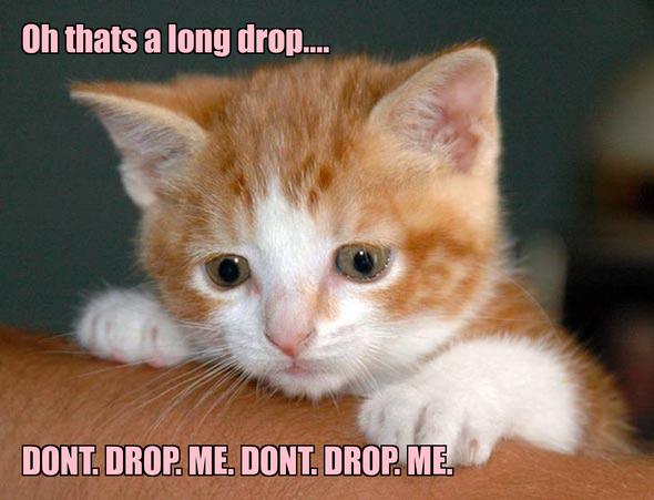 LOL kitten by ThaiCats101