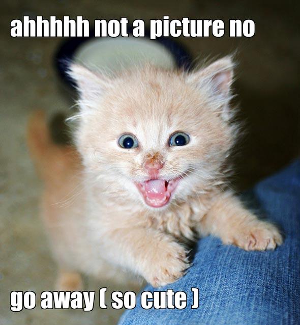 LOL kitten by animallove