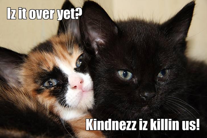 LOL kitten by countrymama420