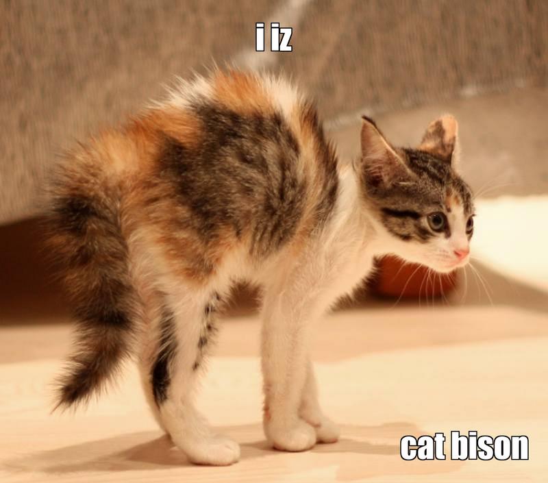 LOL kitten by fuzzymeow