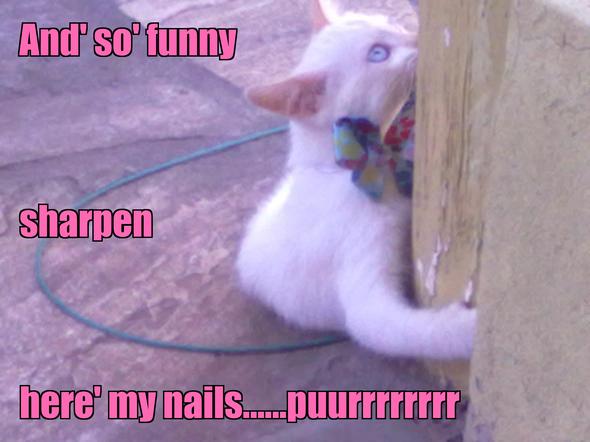 LOL kitten by giovannaciurli