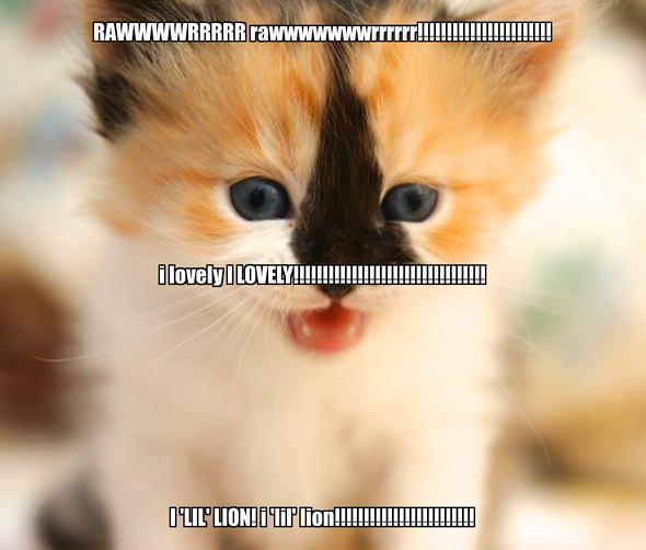 LOL kitten by kittenlove