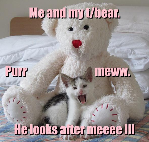 LOL kitten by mrcatman