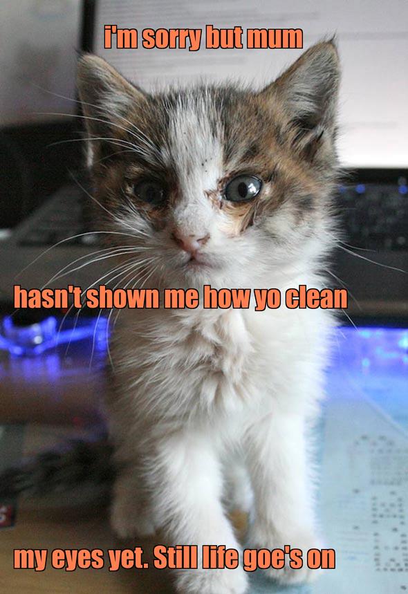 LOL kitten by sr.braisby@hotmail.com